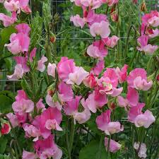 Strawberry Fields Sweet Pea Seeds – Crimson Red Blooms, Climbing Vine for Trellises, Bouquets, Cottage Gardens – Lathyrus odoratus