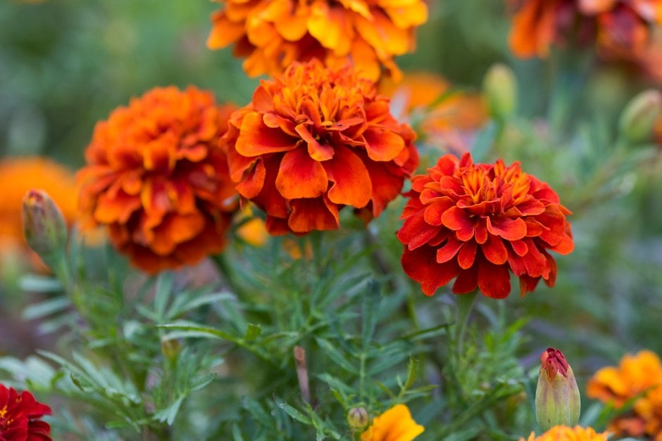Tagetes patula French Fireball Marigold Seeds β Vibrant Red & Gold Blooms for Garden Borders & Containers