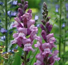 Antirrhinum majus Opus Lavender Snapdragon Seeds – 1000+ Soft Lavender Blooms for Garden & Cut Flowers