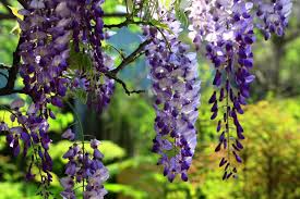 Japanese Wisteria Cuttings - 10 Fresh Softwood Clippings, Fragrant Purple Flowers, Fast Blooming, Wisteria floribunda, Climbing Vine