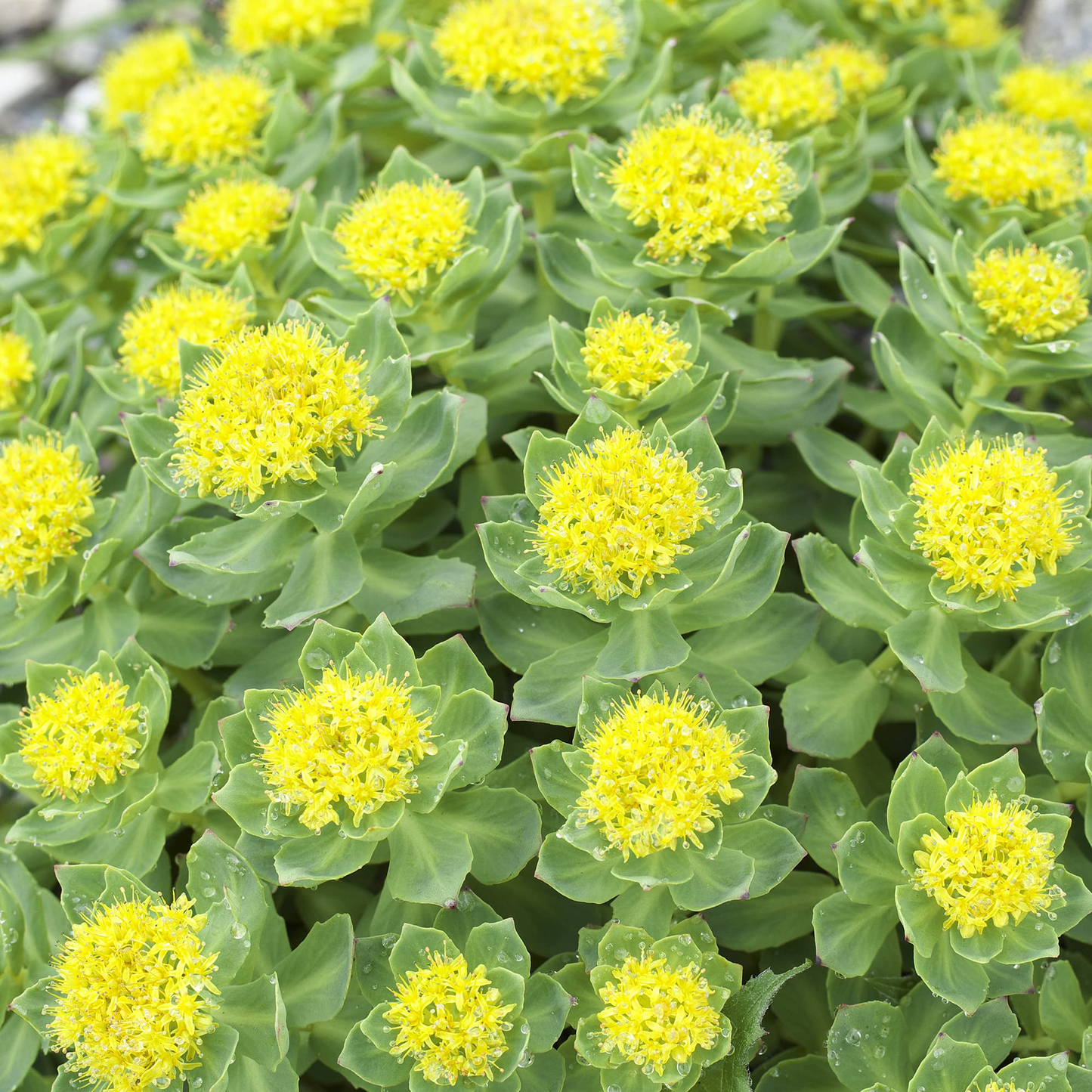 30 Rhodiola Rosea Sedum Seeds | Perennial Ground Cover, Herb, Hardy, Non-GMO, Drought-Tolerant, Container Gardening