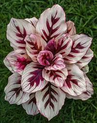 25+ Velvet Flame Calathea Seeds – Exotic Foliage Plant for Indoor & Outdoor Gardens – Rare Tropical Houseplant – Calathea rufibarba