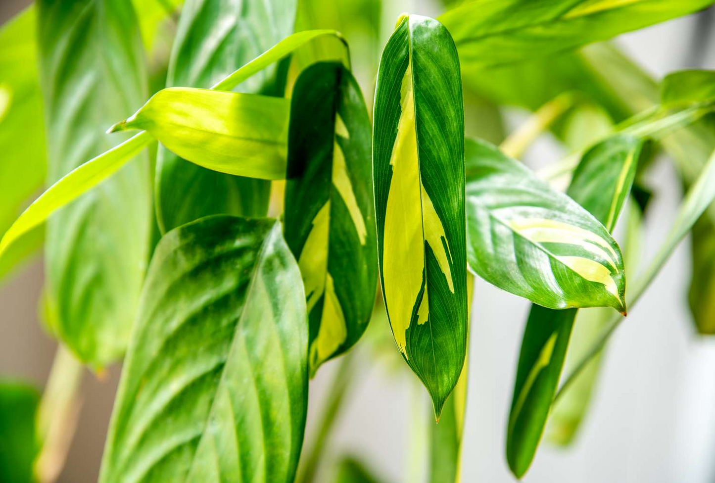 Ctenanthe lubbersiana ‘Never Never Plant’ Bare Root Houseplant | Variegated Indoor Plant 1-2 ft | Easy Care, Air-Purifying, Tropical Foliage