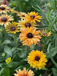 200+ Sahara Mix Rudbeckia Seeds – Drought-Tolerant Flowers for Gardens, Borders & Pollinators – Rudbeckia hirta Seeds