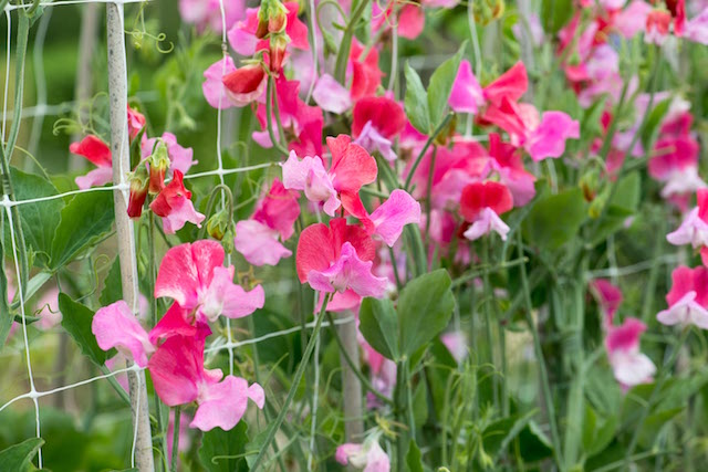 Duo Salmon Sweet Pea Seeds – Pink-Orange Fragrant Climbing Vines for Trellises, Fences, Garden Planting – Lathyrus odoratus