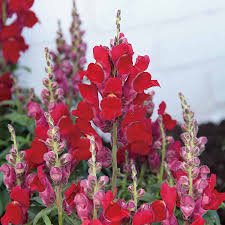 Candy Tops Red Snapdragon Seeds - 1000+ | Compact Dwarf Antirrhinum majus for Garden & Containers with Bold Red Blooms