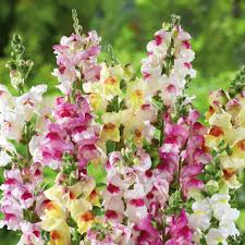 Brighton Rock Snapdragon Seeds | 1000+ Bicolor Flowers for Gardens & Borders | Antirrhinum majus