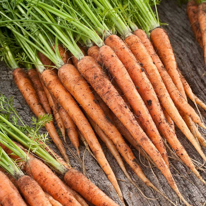 Carrot Seeds | Scarlet Nantes Heirloom Variety | Sweet & Crisp Roots | Daucus carota | 1g Planting Seeds