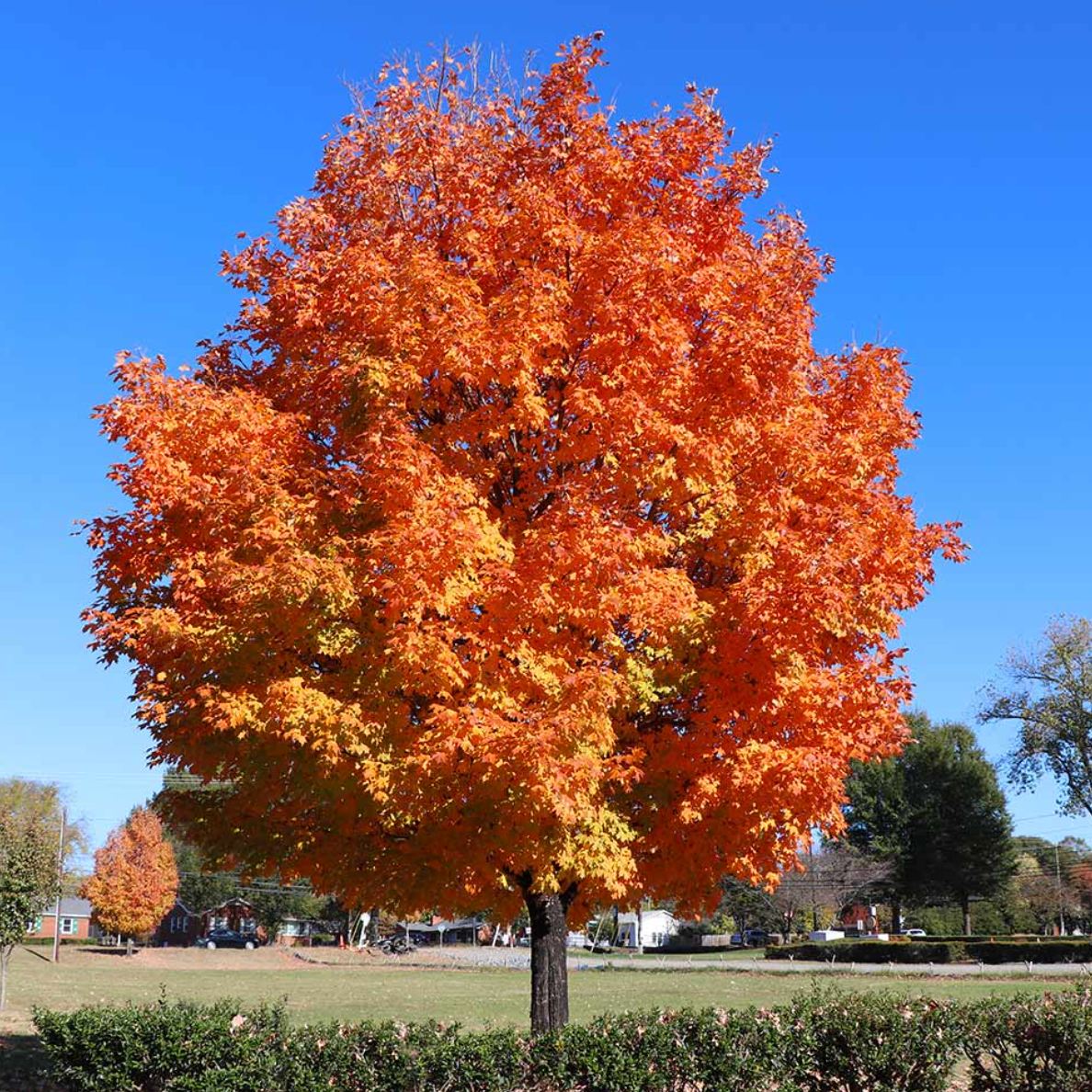 Sugar Maple Tree Live Bare Root Plant 2-3 Ft Acer saccharum Fast Growing Shade Tree