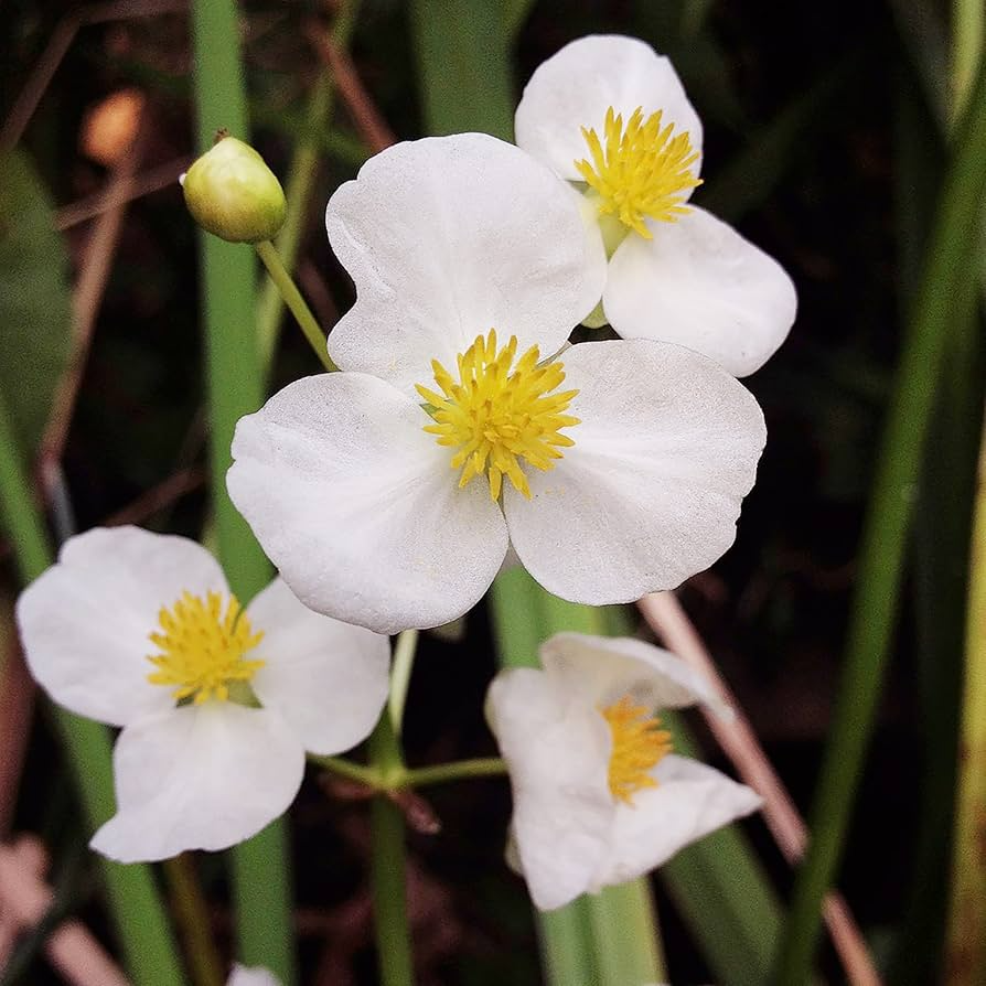 1000 Broadleaf Arrowhead Flower Seeds Sagittaria latifolia Water Pond Native Aquatic Perennial