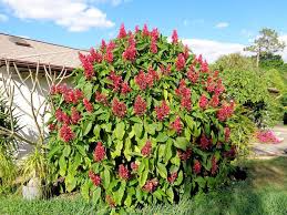 Brazilian Red Cloak Fresh Cuttings – Exotic Flowering Shrub – Megaskepasma erythrochlamys, Easy to Root Garden Starter Plant