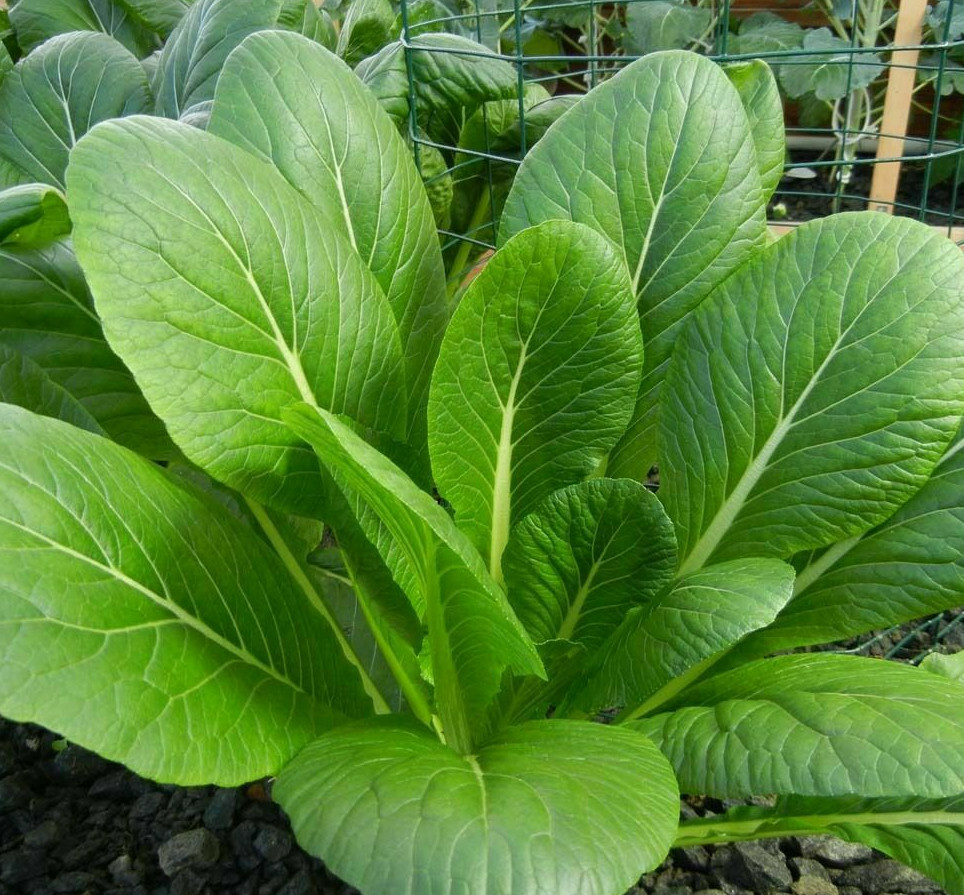 300 Seeds Mustard Green Spinach Komatsuna Tendergreen Brassica rapa - Nutritious Greens for Home Gardens, Fast-Growing, Cold-Tolerant, Organic Seed