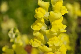 Antirrhinum majus Rocket Gold Snapdragon Seeds β 1000+ Bright Golden-Yellow Flowers for Garden & Cut Flowers
