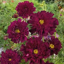 Double Click Cranberries Cosmos Seeds – 200+ Seeds, Double Red Blooms, Pollinator Friendly, Cosmos bipinnatus, Cottage Gardens, Cut Flowers