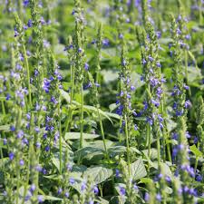 Chia Seeds (Salvia hispanica) 750 Pack – Nutrient-Rich Superfood & Pollinator-Friendly Herb