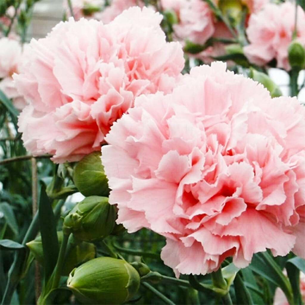 La France Carnation Seeds - Elegant Pink Blooms, Fragrant, Long-Lasting Flowers, Dianthus caryophyllus, Perfect for Gardens & Cut Flowers