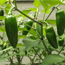 Jalapeño Starter Plant 12-24 Inches Mild to Moderate Heat Capsicum annuum for Gardens or Containers