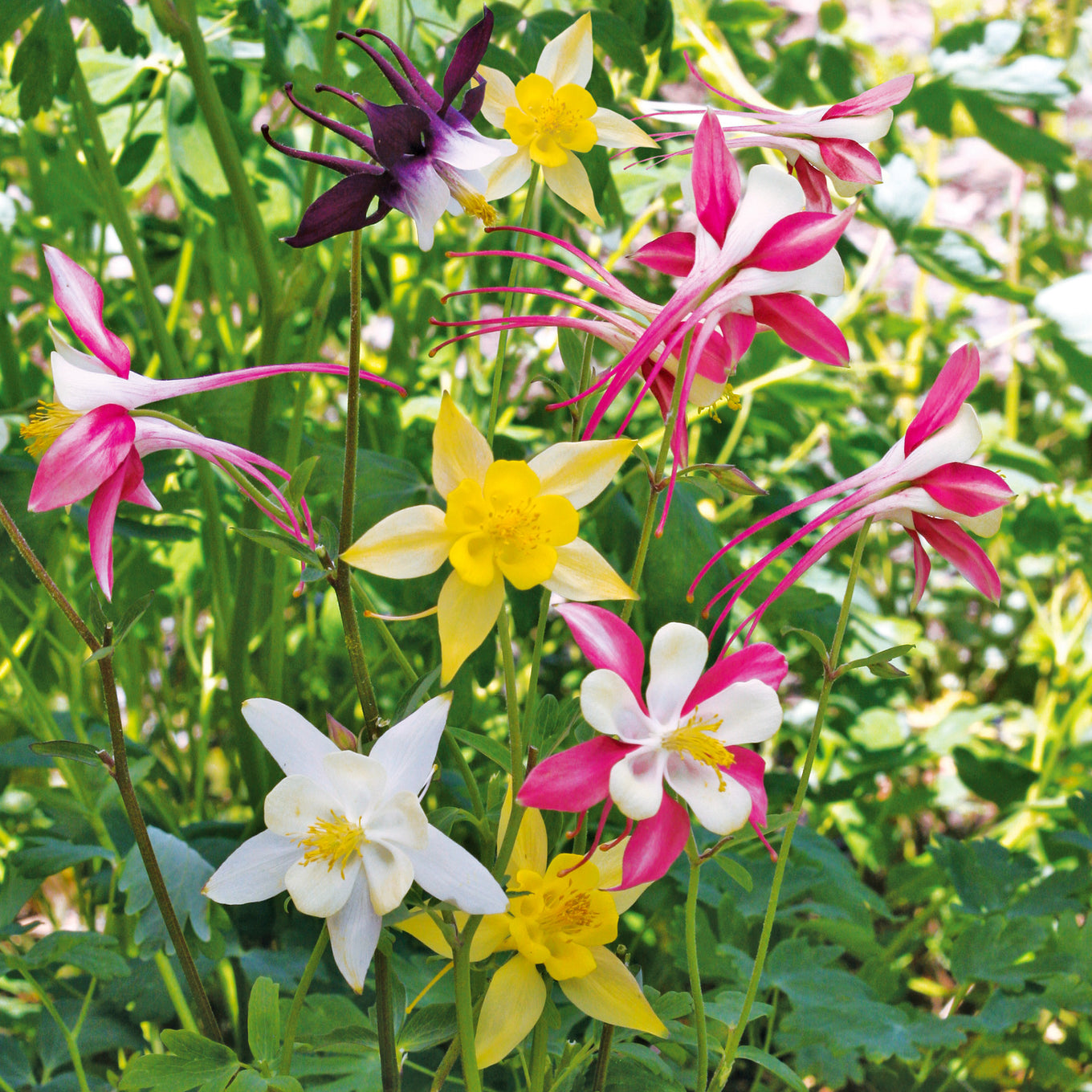 500 Seeds Columbine McKana Giant Mix Perennial Hummingbird Butterfly Flowers Non-GMO Aquilegia