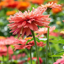 Señorita Zinnia Seeds – 100+ Bright Fuchsia Blooms – Bold Cut Flower for Pollinator Gardens, Borders & Bouquets – Zinnia elegans