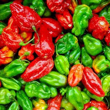 Aji Dulce Pepper Seeds – Sweet Mild Caribbean Capsicum Chinense for Stews & Salsas, Compact Bushy Plant