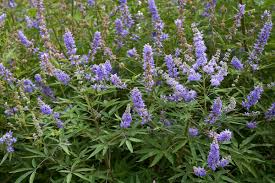 Chaste Tree Seeds β Vitex agnus-castus, Lilac Flowers, Deer Resistant, Pollinator Attractor, Zones 6-9, Drought Tolerant, Fast Growing