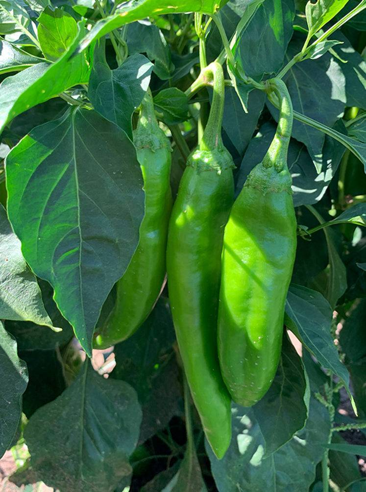Hatch Giuzeppi Hot Pepper Seeds 250mg | Capsicum annuum | Medium Heat, Prolific, Non-GMO for Salsas, Roasting & Sauces