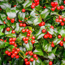 Chinese Holly Seeds – Ilex cornuta, 500mg for Planting, Evergreen Shrub with Red Berries, Glossy Spiny Leaves, Ideal for Hedges & Wildlife