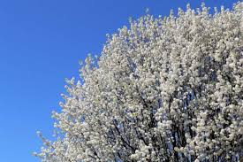 20 Bradford Pear Tree Seeds Pyrus calleryana Fast Growing Ornamental Tree Cold Hardy Zone 4