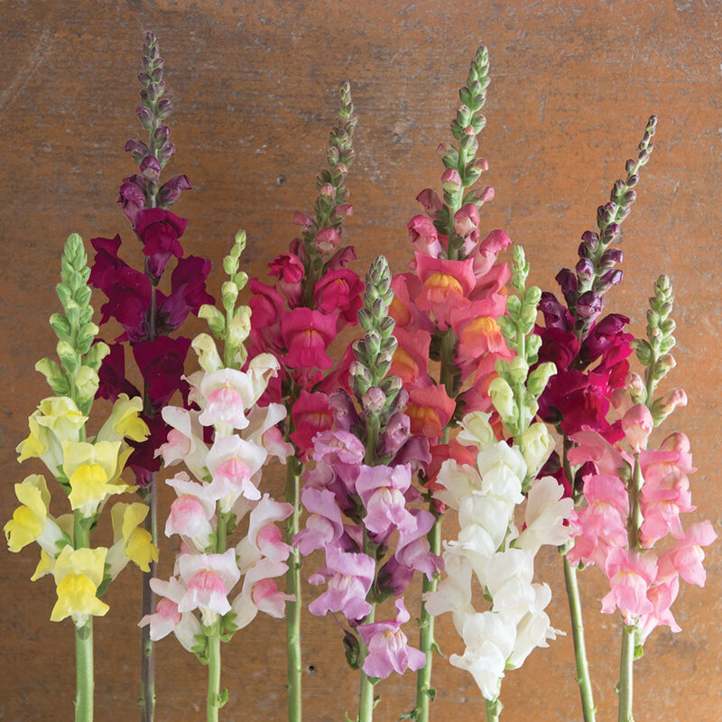 Antirrhinum majus Snapdragon Seeds β Potomac Custom Mix, 1000+ Premium Tall Blooming Flowers for Gardens & Cut Arrangements