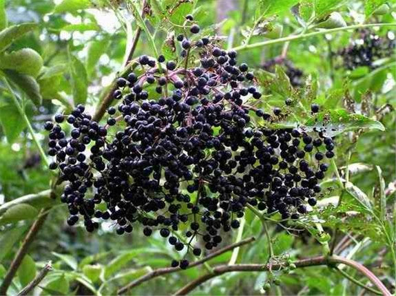 2 Sambucus canadensis American Elderberry Bush - Live Bare Root Plants for Zones 3-9, Edible Berries, Wildlife-Friendly, Pollinator Attractant