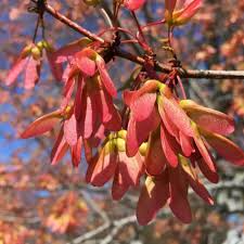 Acer Tataricum Tree Seeds – Tatarian Maple, Ornamental Shade Tree, Hardy Deciduous, Wildlife-Friendly, 10 Seeds