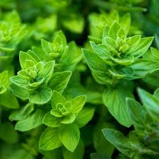 2000 Seeds Italian Oregano Herb Seeds, Origanum vulgare, Aromatic Culinary Herb for Gardens & Pots