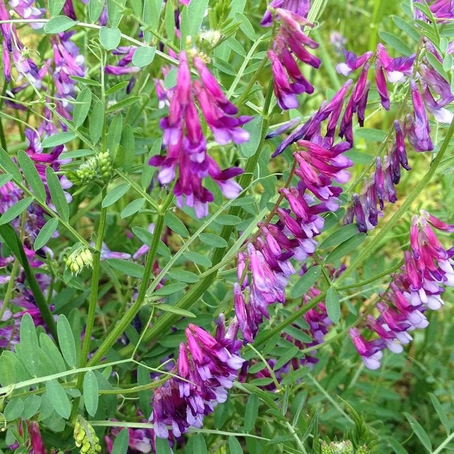 Pygmyflower Vetch Seeds 15 Pack | Pollinator-Friendly Wildflower Ground Cover | Vicia minutiflora