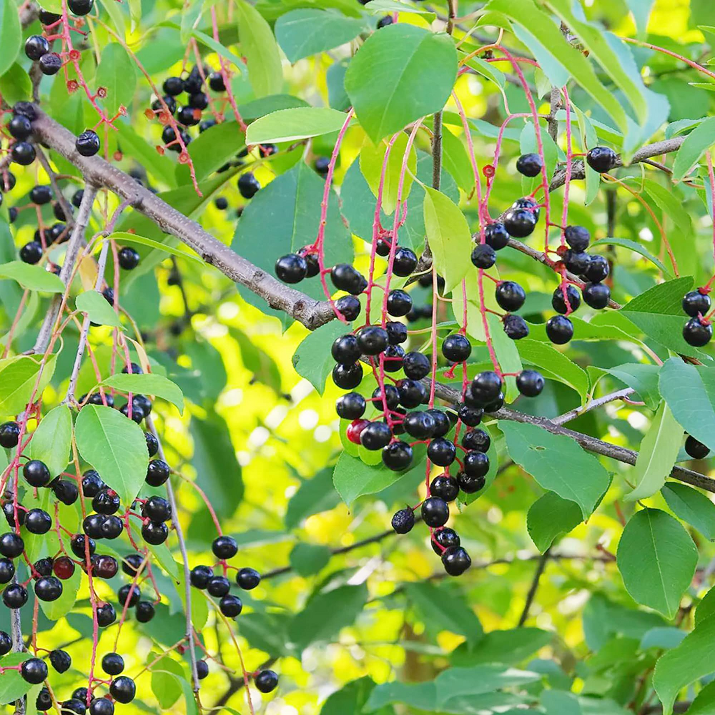 Black Cherry Tree Seeds (Prunus serotina) – Edible Fruit, High Yield, Hardy, Garden, Jam, Jellies, Fresh Eating
