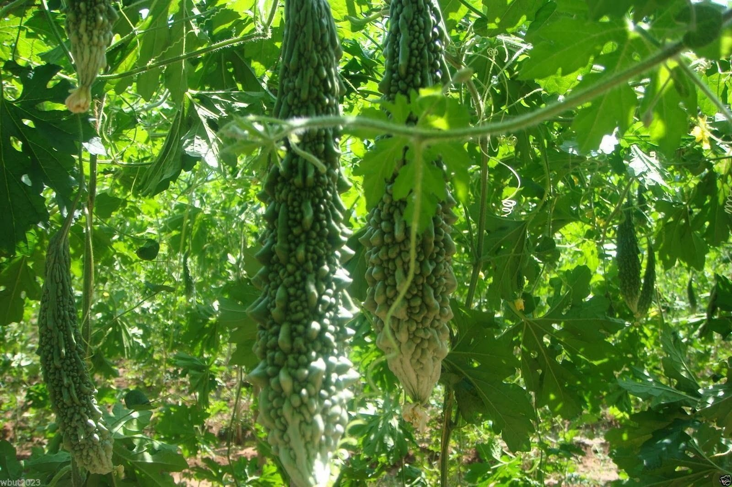 Bitter Gourd Seeds | Futo Spindle Variety | High Yield, Vigorous Vine, Heat Tolerant | Momordica charantia