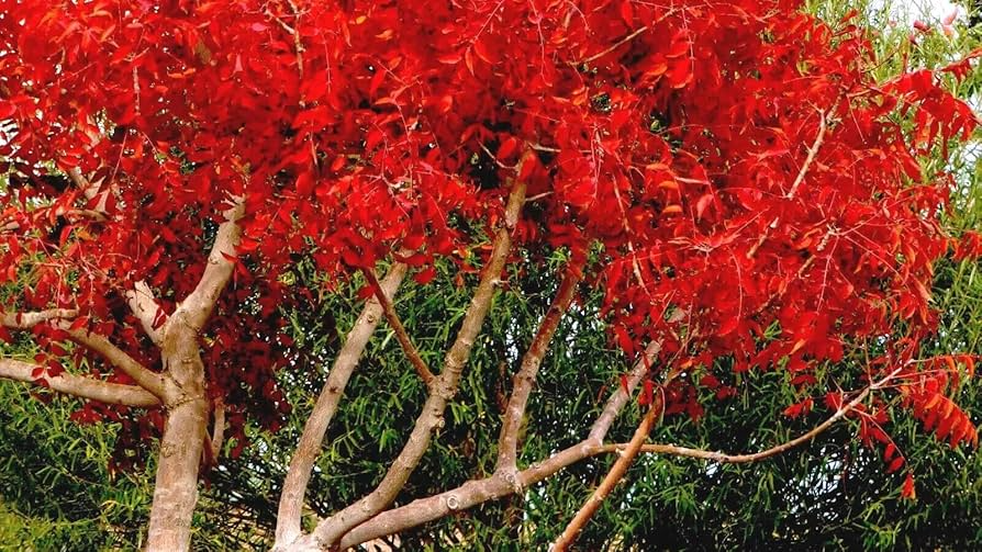 Chinese Pistachio Tree Seeds (Pistacia chinensis) – Hardy Ornamental, Fall Color, Drought Tolerant, Landscaping, Bonsai Seeds