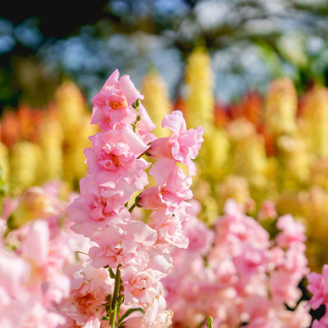 Antirrhinum majus Legend Double Pink Snapdragon Seeds β 1000+ Double Blooms for Garden & Bouquets