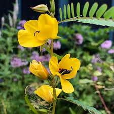 Partridge Pea Seeds 25 Bright Yellow Wildflowers Pollinator-Friendly Native Plant Chamaecrista fasciculata