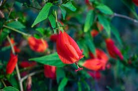 Red Turk's Cap Starter Plants – Malvaviscus arboreus, Tropical Red Flowers, Pollinator-Friendly, Garden & Container Plant