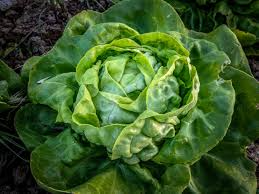 Buttercrunch Lettuce Seeds 500 | Lactuca sativa | Sweet, Tender, Heat-Tolerant Garden Leaf Lettuce