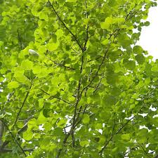Live Bare Root Hybrid Poplar Tree - Cottonless Cottonwood, 2-3 Feet, Fast-Growing Shade & Windbreak Tree, Seedless, USDA Zones 3-9