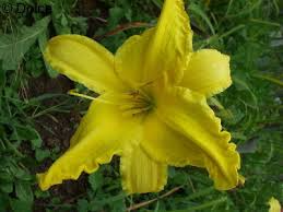 Hemerocallis ‘Flying Saucer’ Daylily Root – Bright Yellow, Reblooming Perennial Flower for Gardens & Borders