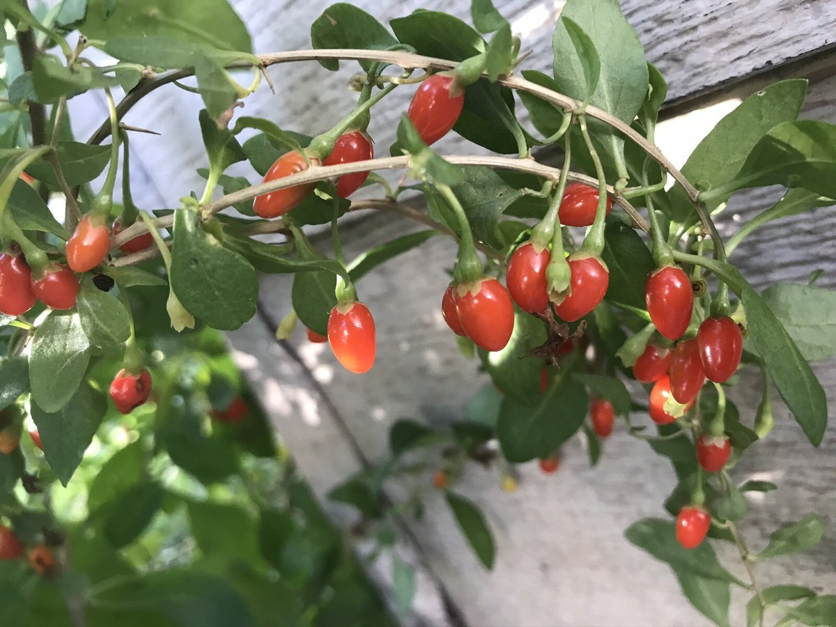Bare Root Goji Berry Plants (Lycium barbarum) 4"-8" Superfood Edible Landscaping