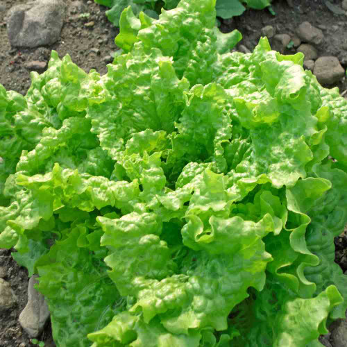 Black Seeded Simpson Leaf Lettuce Seeds, Lactuca sativa, Heirloom Salad Greens, Fast-Growing Tender Leaf Lettuce for Gardening