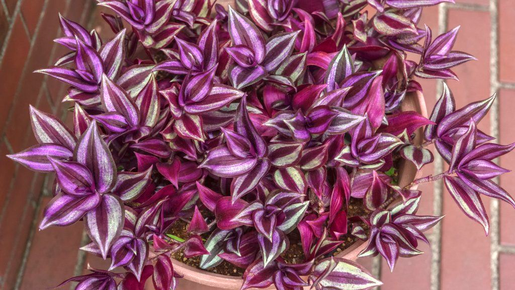 Unrooted Plant Cuttings - Wandering Jew Tradescantia Zebrina Purple Variegated Foliage, Indoor Hanging Vine, Easy to Propagate