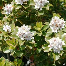 Super Rare Yeddo Hawthorn Minor Cuttings β 5 Fresh Propagation Material for Grafting & Ornamental Gardening