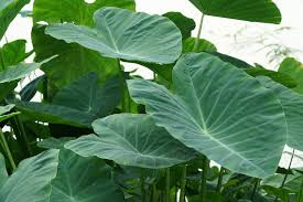 10 Dwarf Green Taro Bulbs - Colocasia Esculenta - Edible Tropical Water Garden & Pond Plants - Zone 8+