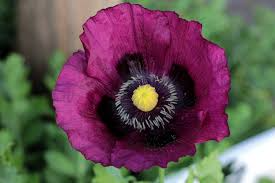 500 Seeds Poppy Lauren's Grape Purple Flowers, Non-GMO Papaver somniferum for Bees & Butterflies, Garden Seeds