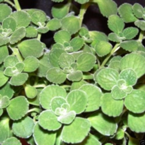 Unrooted Herb Cuttings - Broadleaf Thyme (Coleus amboinicus) Spanish Oregano, Aromatic Culinary Herb, Easy Grow Starter