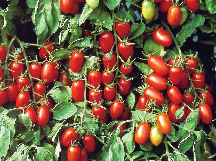 Baby Roma Tomato Seeds, Heirloom, High-Yield, Small, Juicy, Solanum lycopersicum